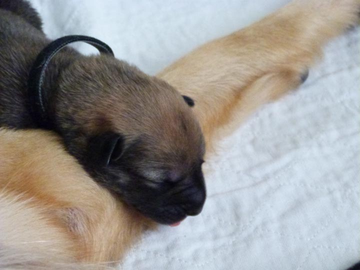 chinook dog